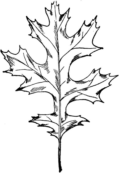 Types of Oak Leaves | Scarlet Oak Leaf | ClipArt ETC Oak Tree Leaf Tattoo, Tree Leaf Tattoo, Leaves Reference, Tattoo Designs Forearm, Oak Leaf Tattoo, Oak Leaf Tattoos, Mixed Media Clay, Red Oak Leaf, Tree Drawing Simple