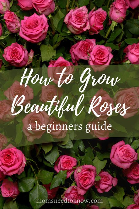 English Tea Roses, Kinds Of Roses, Rose Bush Care, How To Grow Roses, Container Roses, Rose Plant Care, Floribunda Roses, Rose Garden Design, Best Roses