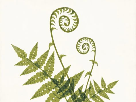 Fiddlehead Fern Illustration by Amy Sullivan - Dribbble Fern Images, Fiddlehead Ferns, Fern Tattoo, Botanical Tattoo, Botanical Illustrations, Botanical Drawings, Art And Illustration, Botanical Illustration, Botanical Art