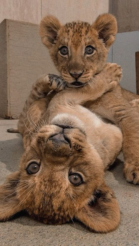 Baby Lions, Lion Wallpaper, Animals Pictures, Baby Animals Pictures, Baby Lion, Animal Photos, Fluffy Animals, Cute Wild Animals, Cute Animal Photos