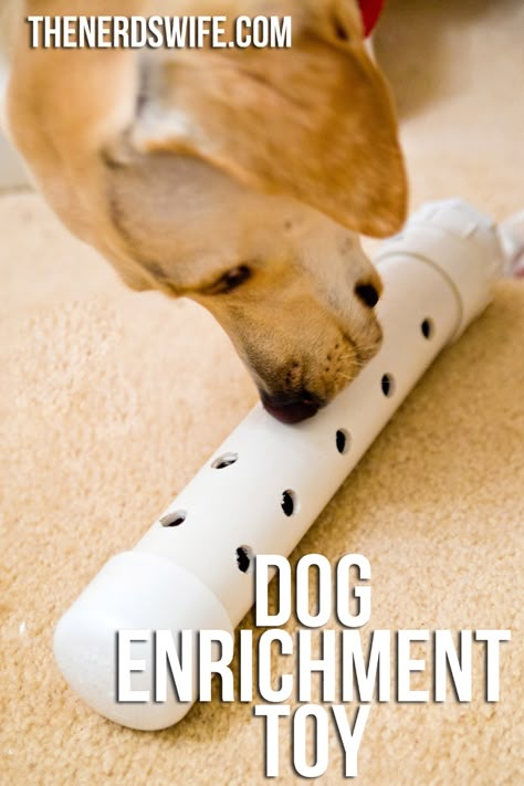 Dog Enrichment Toys, Canine Enrichment, Diy Dog Toys, Dog Enrichment, Toy Dogs, Dog Diy, Dog Games, Dog Projects, Puppy Stuff