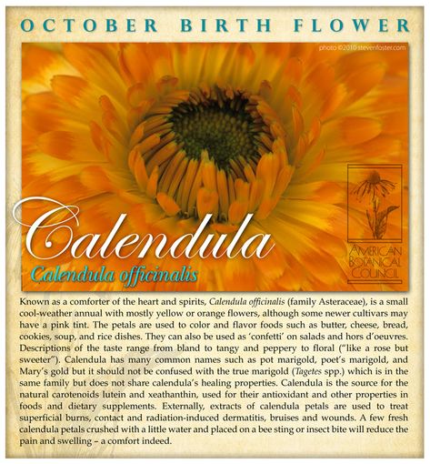 Calendula Flower Benefits, Calendula Uses Witchcraft, Flower Of October, Calendula Magical Properties, Calendula Flower Magical Properties, Calendula Botanical Illustration, Plant Knowledge, Diy Lotions, Herbal Garden