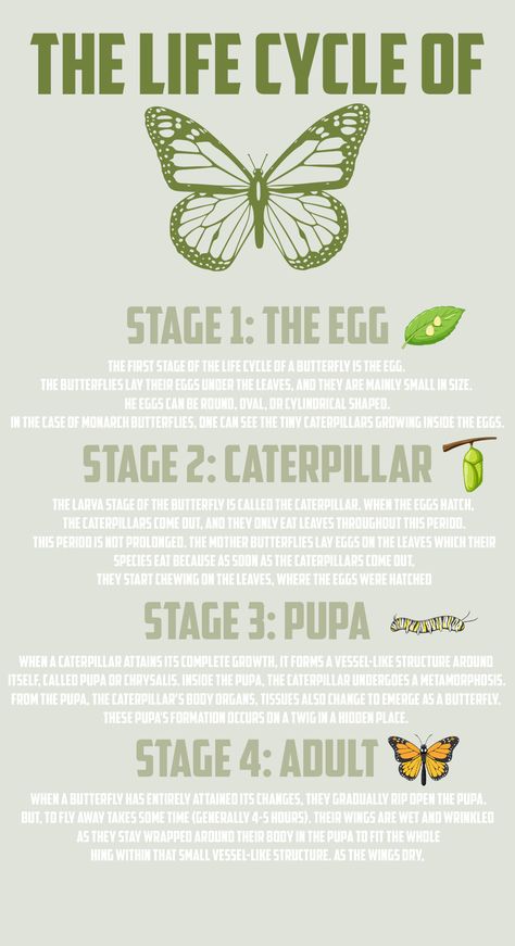 Metamorphosis Aesthetic, Metamorphosis Meaning, Butterfly Process, Butterfly Stages, Cycle Of Butterfly, Butterfly Unit Study, Ouroboros Art, Butterfly Concept, Moth Life Cycle