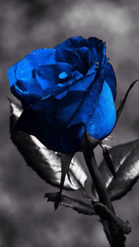 I always wanted a blue rose Blue Roses Wallpaper, Blue Rose Tattoos, Color Splash Photography, Hybrid Tea Roses, Beautiful Rose Flowers, Rose Wallpaper, Blue Roses, Alam Yang Indah, Blue Rose