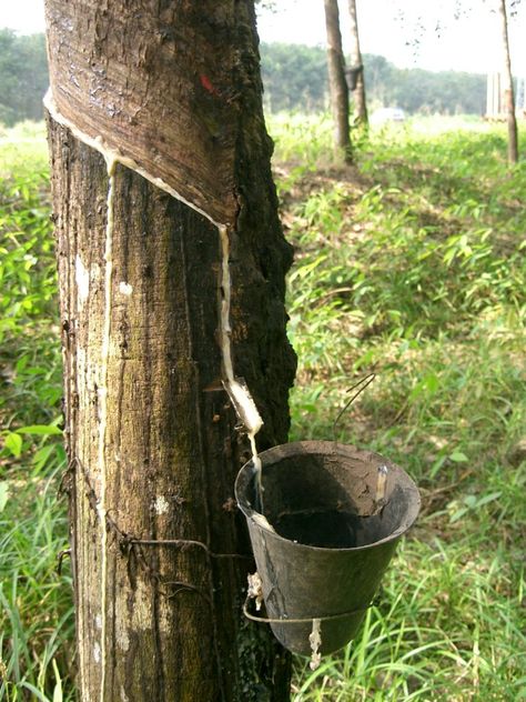 tapping a tree for sap Pine Pitch, Bushcraft Skills, Farming Business, Chemical Substances, Rubber Tree, Rubber Flooring, Natural Plant, Survival Prepping, Off Grid Living