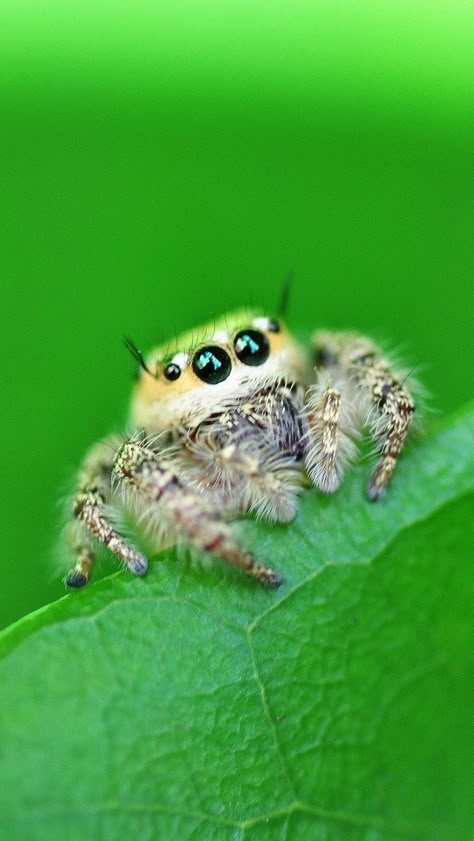 Awwwww a cute spider lol Cute Spiders, Spider Pictures, Macro Photography Insects, Cute Bugs, Green Leaf Wallpaper, Jumping Spiders, Cute Spider, Cool Insects, Insect Photography