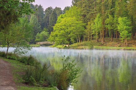 Forest Skyline, English Forest, Magical Woods, Wye Valley, English Culture, Countryside Fashion, Forest Room, Forest Of Dean, William The Conqueror