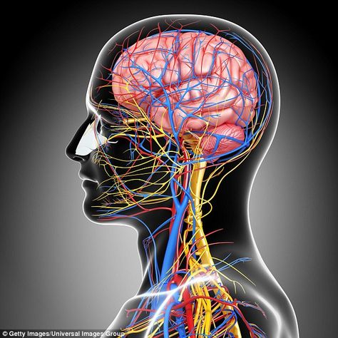 How your brain can heal your body and overcome 'untreatable' illnesses  | Daily Mail Online Brain Surgeon, Brain Tissue, Brain Scan, Memory Problems, Sciatic Nerve Pain, Nerve Cell, Sciatic Nerve, Healthy Brain, Brain Power