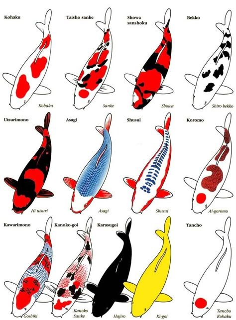 different types of Koi chart                                                                                                                                                     More Koi Fish Colors, Karp Koi, Ikan Air Tawar, Koi Painting, Koi Fish Drawing, Koi Art, Koi Tattoo, Koi Ponds, Carpe Koi