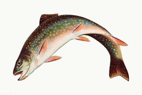 Vintage Rainbow Trout chromolithograph | premium image by rawpixel.com / Aom Woraluck Drawing Of Rainbow, Trout Tattoo, Drawing Rainbow, Trout Art, Aquatic Art, Steelhead Trout, Trout Fish, Fish Clipart, Fish Drawing