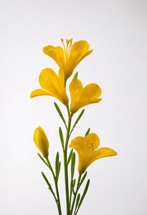 Premium Photo | Freesia flower on white background Flower Photography Reference, Freesia Flower Painting, Flower Refrences Photos, Botanical Flower Painting, Botanical Reference Photos, Plants Reference Photos, Wild Flower Photography, Reference Photos Flowers, Freesia Painting