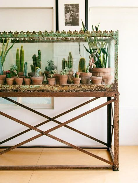 Big Indoor Plants, Bohemian Chic Home, Indoor Gardens, House Plants Decor, Room With Plants, Plant Ideas, Indoor Gardening, Plant Mom, Cactus Y Suculentas