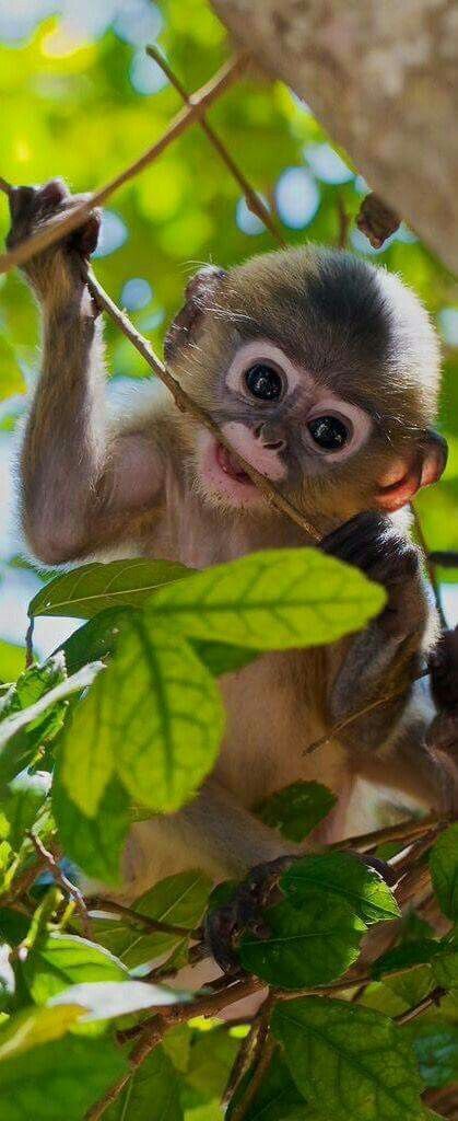 Sweet monkey!!! Funny Monkey Pictures, Affection Quotes, Regard Animal, Regnul Animal, Monkey Pictures, A Monkey, Monkeys Funny, Cute Monkey, Baby Monkey