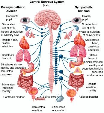 the CNS is connected to everything and is the main communications system for the body. this is the systems that takes control when dodging that hammer during dodgeball practice. Anatomi Dan Fisiologi, Nervus Vagus, Sistem Saraf, Yoga Anatomy, Nursing School Tips, Autonomic Nervous System, Human Anatomy And Physiology, Nursing Tips, Anatomy Physiology