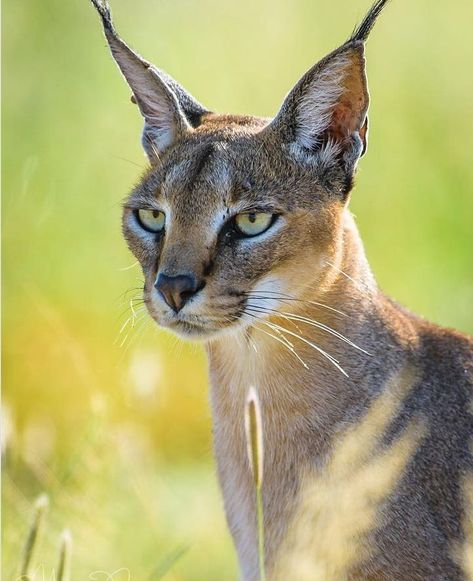 Pet Claims, Animal Structure, Caracal Cat, Elephant Shrew, Gorgeous Animals, Animal Makeup, Jungle Mural, Wild Animals Photography, Cat Poses