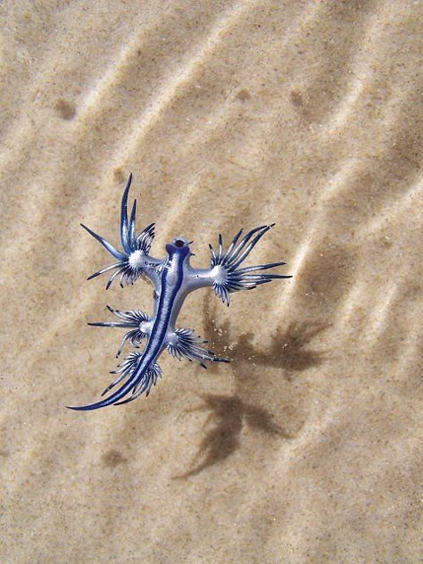 glaucus atlanticus sea slug - Google Search Sea Slugs, Blue Sea Slug, Glaucus Atlanticus, Cool Sea Creatures, Weird Sea Creatures, Dragon Fish, Sea Slug, Sea Dragon, Beautiful Sea Creatures