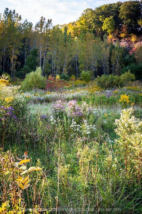 Dream Core, Nature Aesthetic, Flower Field, Pretty Places, Green Aesthetic, Dream Garden, Pacific Northwest, Cottage Garden, Beautiful World