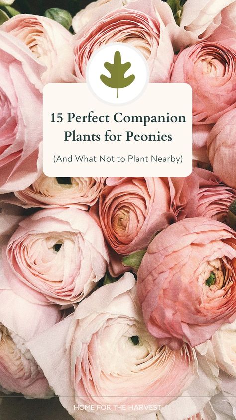 Tulips Companion Plants, Herbaceous Peony, Plant Peony Bulbs, Plant Peonies, Flowers Like Peonies, Peony Hydrangea Garden, Peonies Garden Landscaping, Peony Cottage Garden, Peonies In Front Of House