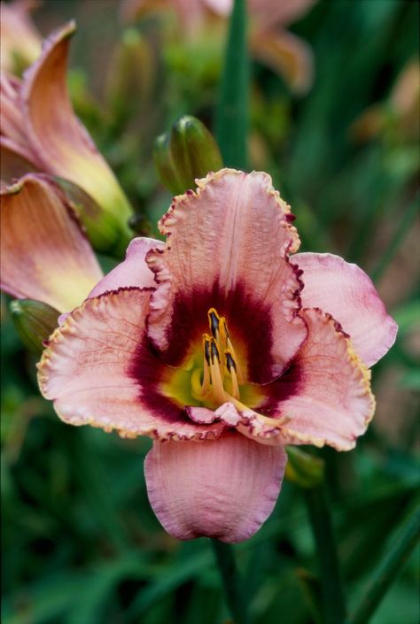 The 39 Best Daylilies to Grow in Your Garden Reblooming Daylilies, Day Lillies, Late Summer Flowers, Very Beautiful Flowers, Day Lily, Backyard Flowers, Day Lilies, Sun Plants, Brown Flowers