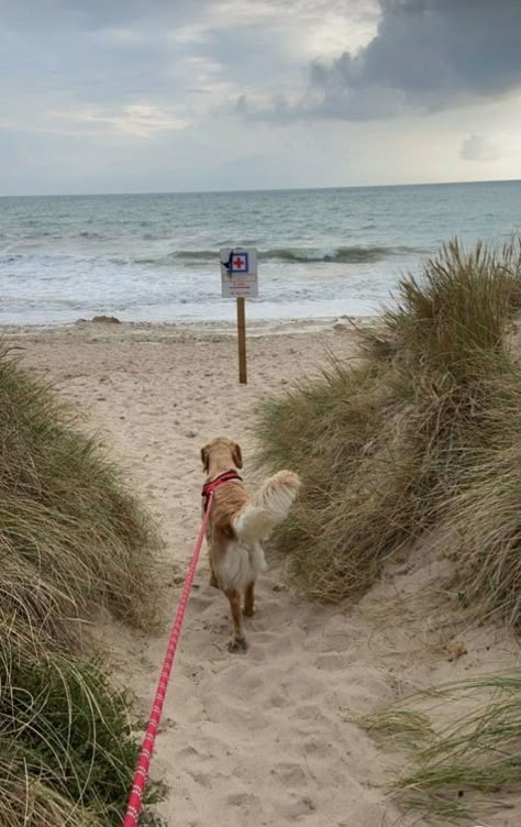 V Dog, Beach Dog, Dog Parks, Dog Walk, Summer Dog, Dog Beach, Dog Park, Beach Walk, Summer Pictures