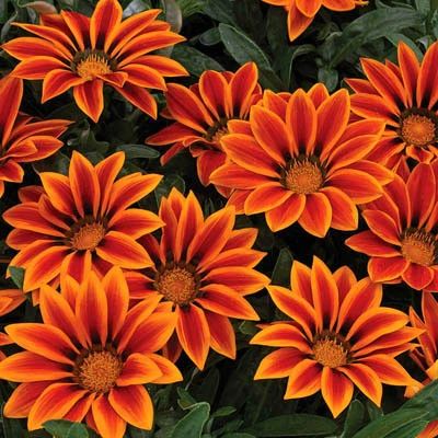 Gazania Kiss Orange Flame F1 – Harris Seeds Gazania Rigens, Flowering Ground Cover, African Daisy, Sunny Garden, Plant Benefits, Orange Plant, Plant Help, Organic Mulch, Perennial Flowers