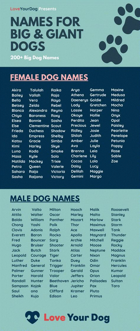 Not sure what to name your English Mastiff, Great Dane, Leonberger, Saint Bernard or other giant dog breed? Here are 200 great big dog names for pups that are larger than life! Big Dog Names, Names For Pets, Names For Animals, Female Giant, Great Dog Names, Cute Animal Names, Cute Dog Names, Dog Name Ideas, Cute Puppy Names