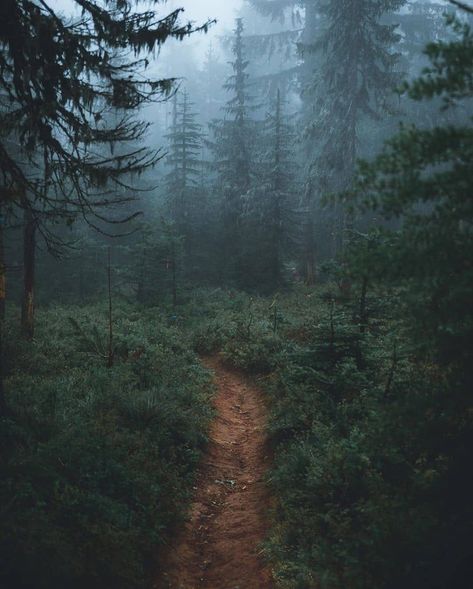 Wild Forest Aesthetic, Moody Forest Aesthetic, Deep Forest Aesthetic, Samara Core, Rowan Core, Madeleine Core, Holly Core, Micah Core, Morgan Core