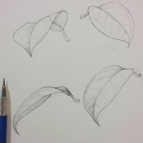 Lucy T  Smith on Instagram: “Demonstrating for my Botanical illustration beginners students, leaves from all angles.  This time I have students from the UK, Russia,…” Drawing Leaves Pencil, Flower And Leaf Design, Leaf Reference Photo, How To Draw Leaf, Leaves Sketch Pencil, Leaf Sketch Pencil, Leaves Drawing Sketches, Flower Leaves Drawing, Falling Leaves Drawing