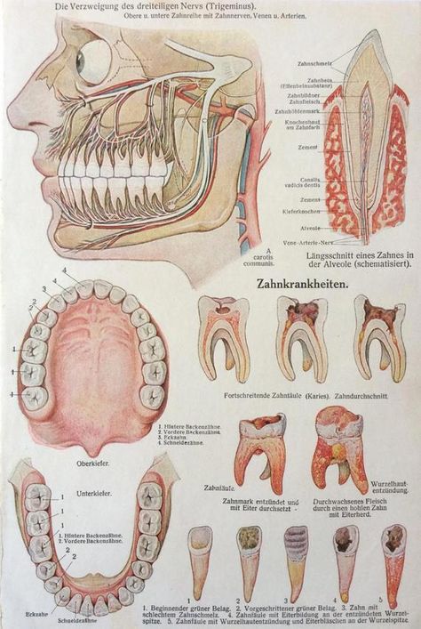 Teeth Diagram, Teeth Diseases, Dentistry Student, Dental Hygiene School, Kedokteran Gigi, Dental Anatomy, Loose Tooth, Medical School Studying, Dental Student