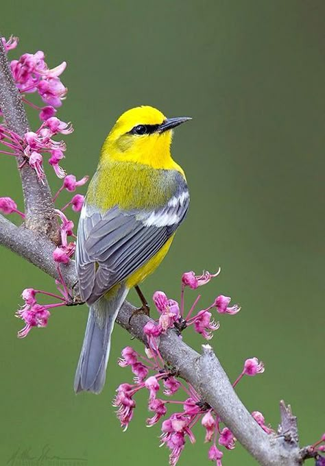 yellow bird Most Beautiful Birds, Kinds Of Birds, Birds And Butterflies, Nature Birds, Backyard Birds, Bird Pictures, Exotic Birds, Bird Drawings, Pretty Birds