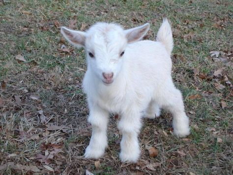 Baby white Pygmy Goat. White Goat, Baby Goat, The Words, White