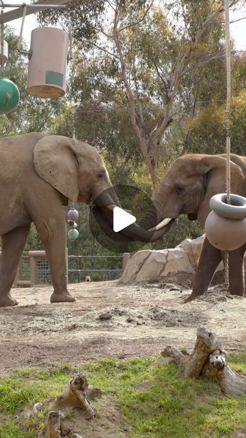 San Diego Zoo on Instagram: "Bachelor bros 🐘  Vus’Musi (Musi), a twenty-year-old male African elephant, has started a new chapter at the Zoo, joining three other African elephants being cared for at Elephant Odyssey, including two younger males, Sundzu and Nipho, and a female named Shaba.  Elephants are matriarchal (female-led) societies, meaning the ladies decide when males are accepted into the herd and when it’s time for them to go. For this reason, sub-adult male African elephants continuously move in and out of different groups throughout their lifetime, occasionally joining bachelor groups, or choosing to live independently.   In Musi’s case, Swazi, the matriarch of the Safari Park herd, decided it was time for him to leave the herd, but thankfully, the Zoo’s bachelor group was acce Baby Elephants Playing, Live Independently, Elephants Playing, Baby Elephants, Female Led, Safari Park, Singing In The Rain, San Diego Zoo, Female Names