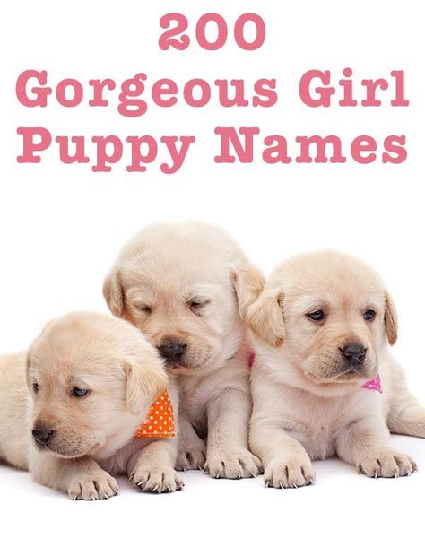 Female Dog Names – The Top Names In 2019 Girl Puppy Names Unique, Puppy Girl Names, Best Female Dog Names, Puppy Names Unique, Puppies Names Female, Cutest Puppy Breeds, Funny Dog Names, Cute Dog Names, Cute Puppy Names