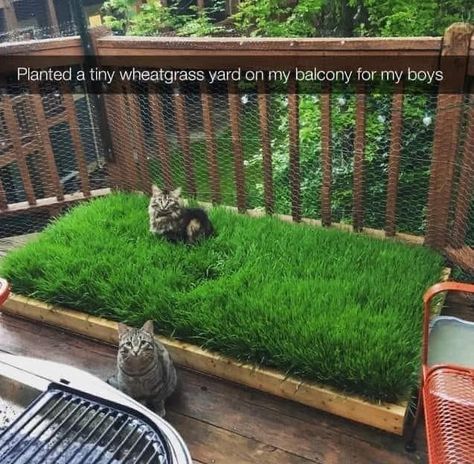 #cat #ilovecats Katt Diy, Katt Grejer, Cat Patio, Outdoor Cat Enclosure, Cat Playground, Patio Furniture Ideas, Cat Enclosure, Cat Garden, Two Cats