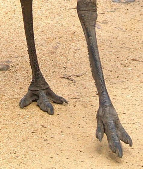 Leg Reference, Bird Anatomy, Dragon Inspiration, Up 2009, Bird Reference, Animal Studies, Ostrich Legs, Bird Girl, Dragon Stuff