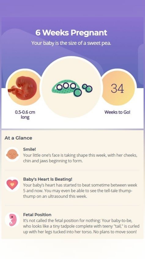 Baby At 6 Weeks In Womb, Pregnancy Week 6, 6 Week Baby, Baby Development In Womb, 6 Weeks Pregnant, Stages Of Baby Development, Baby Development Chart, Baby Development Milestones, 5 Month Old Baby