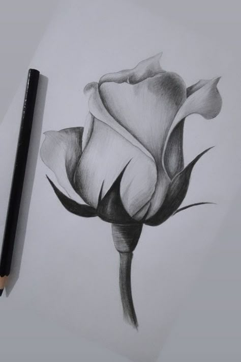 Charcoal Sketches Easy Simple, Scatch Drawing Simple, Pencil Shading Flowers, Flower Sketches Pencil Shading, Scatch Drawing Idea, Realistic Flower Drawing Pencil, Rose Sketch Realistic, Flower Drawing Realistic, Scatch Drawing