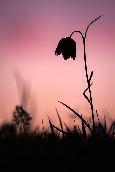 Silhouette Landscape Photography, Silhouette Photography Nature, Silhouette Photography Ideas, Thumbnail Painting, Wildlife Silhouette, Minimalistic Photography, Photography Silhouette, Distortion Photography, Dog Portrait Photography