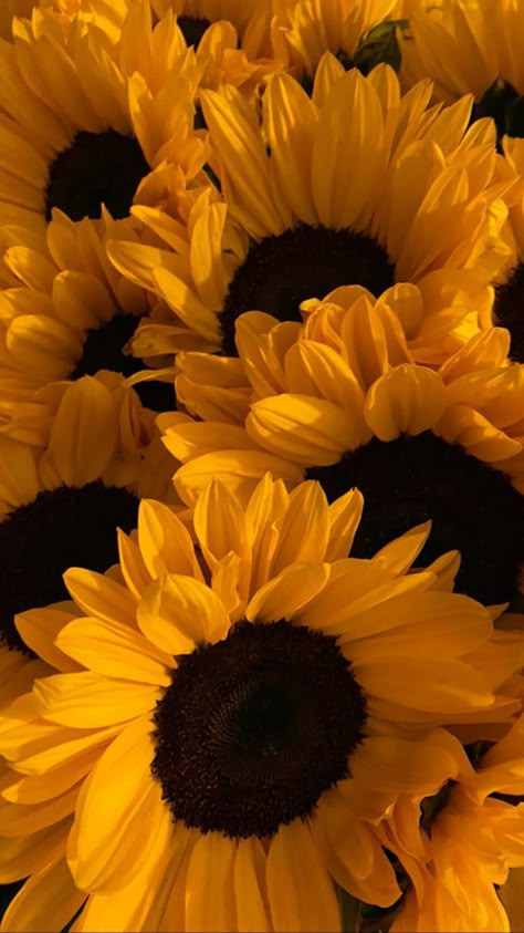 Sunflowers Aesthetic Wallpaper, Sunflower Astethic, Sunflower Pictures Photography, Flowers For October, Sunflower Phone Wallpaper, Phone Wallpaper Vintage, Birth Month Bouquet, Sunflower Wallpaper Iphone, Sunflower Iphone Wallpaper