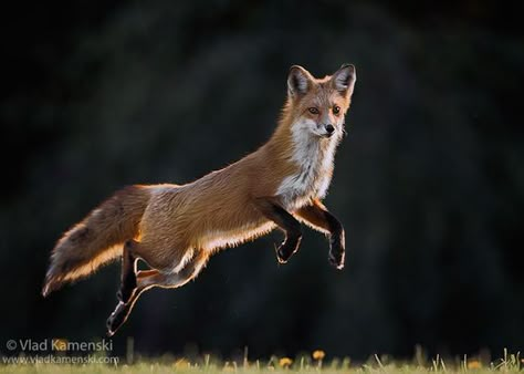 Fox Reference, Fox Jumping, Jumping Fox, Fox Running, Running Photos, Fox Drawing, Fox Pictures, Wildlife Artwork, Nature Watercolor