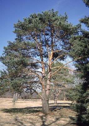 Scotch Pine Backyard Trees, Scotch, Division, Tree Trunk, Ohio, Sustainability, Landscaping, Trees, Forest