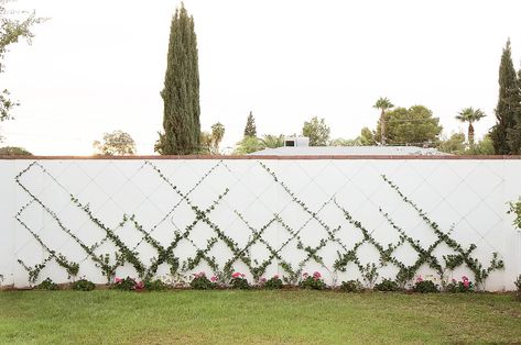 white cinderblock wall with small jasmine training into a trellis diamond pattern Star Jasmine Trellis, Cinderblock Wall, Backyard Trellis, Trellis Wall, Backyard Transformation, Wire Trellis, Ficus Pumila, Vine Trellis, Wall Trellis