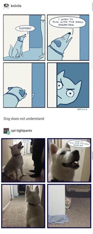 I WISH To PLAY WITH THE SmaLt ANGRY DOG. Dog does not understand – popular memes on the site ifunny.co Internet Cats, Angry Dog, Memes Humor, Cute Comics, An Animal, On The Floor, Animal Memes, Tumblr Funny, Cute Funny Animals