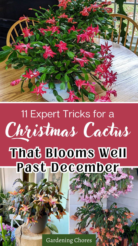 Christmas cactus care How To Care For A Christmas Cactus, Caring For Christmas Cactus, How To Care For Christmas Cactus, How To Take Care Of Christmas Cactus, Christmas Cactus Care Tips, Care For Christmas Cactus, Xmas Cactus, Christmas Cacti, Christmas Cactus Flower