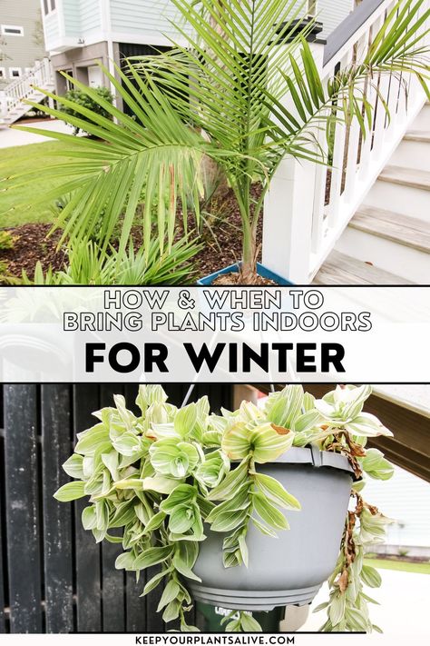 Moving Plants Indoors For Winter, Winterize Plants, Potted Plants Indoor, Outdoor Garden Bed, Balcony Oasis, Witchy Herbs, Winter Planting, Keeping Plants Alive, Plants Window