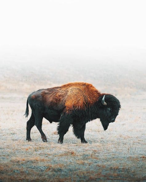 Stunning #buffalo shot by Charlotte @charlottelittlewolf Buffalo Photography, Bison Pictures, Buffalo Pictures, Bison Photography, Chicken Wire Sculpture, Buffalo Painting, Bison Art, Buffalo Art, Watercolor Art Landscape