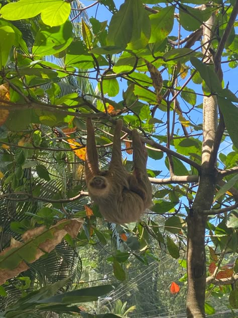 Sloth Aesthetic, Cost Rica, Costa Rica Trip, Costa Rica Vacation, Senior Trip, Costa Rica Travel, Gap Year, 2025 Vision, Cute Aesthetic