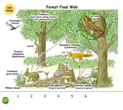 Thinglink Multimedia Cheat Sheets | Learn Moore Stuff Forest Ecosystem Project, Forest Food Chain, Biodiversity Poster, Food Webs Projects, Forest Layers, Ecosystems Diorama, Forest Ecology, Forest Food, Nutrient Cycle