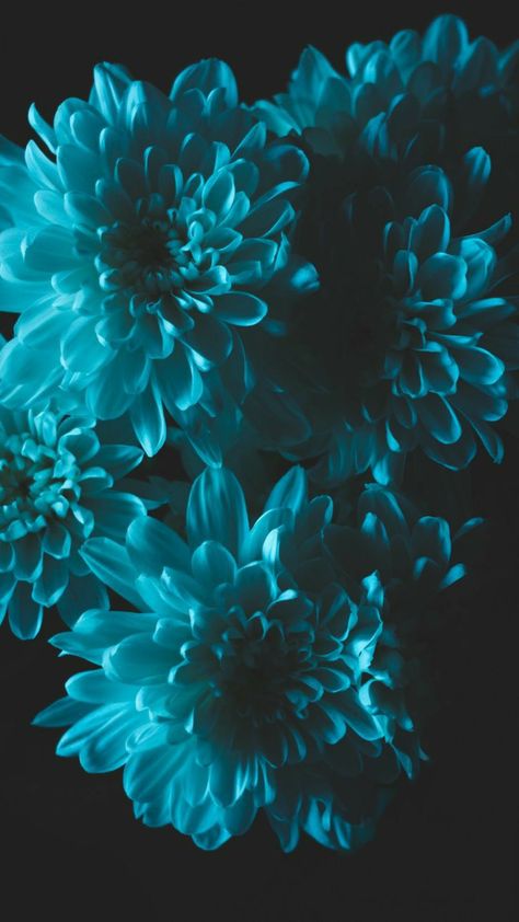 Turquoise Flowers Wallpaper, Flowers With Black Background, Aqua Flowers, Flowers Black Background, Hd Flower Wallpaper, Purple Flowers Wallpaper, Black Background Wallpaper, Teal Flowers, Wallpaper Flower