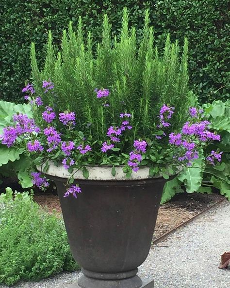 “Fresh rosemary and verbena happy together,” she wrote on this garden detail. Container Herb Garden, Start A Garden, Garden For Beginners, Container Gardening Ideas, Container Garden Design, Flower Containers, Potted Plants Outdoor, Container Gardening Flowers, Barefoot Contessa